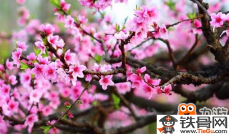 阴阳师寻找现世式神信物都是什么呢