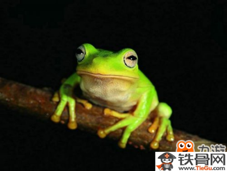 阴阳师寻找现世式神信物都是什么呢