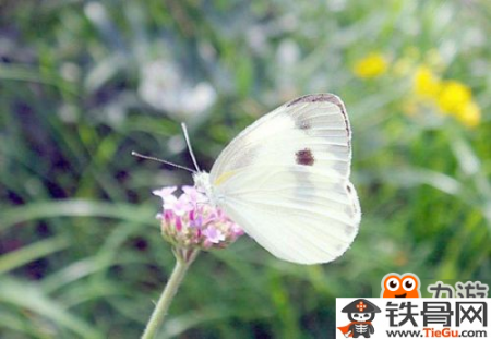 阴阳师寻找现世式神信物都是什么呢