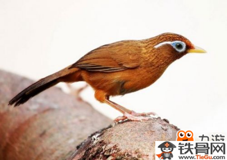 阴阳师寻找现世式神信物都是什么呢