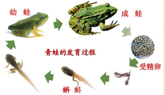 青蛙是体内受精候内仅取次阳尽讨路圆个还是体外受精