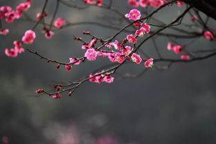 梅花王安石古诗原文
