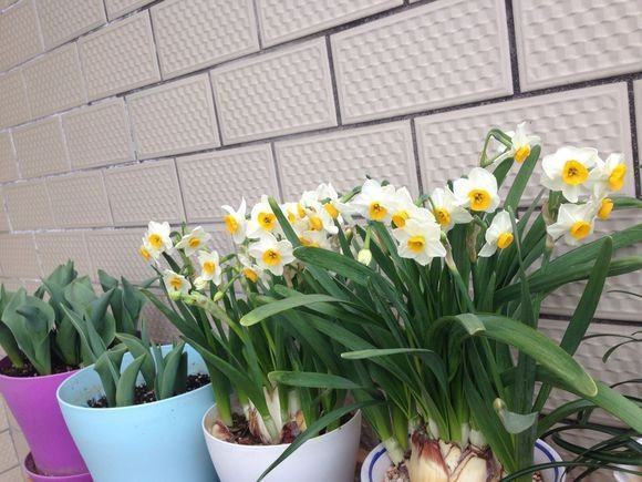 水仙观甲花土培能开花吗?