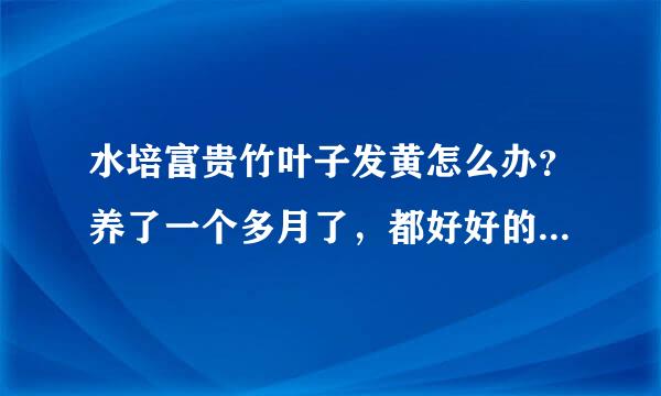 水培富贵竹叶子发黄怎么办？养了一个多月了，都好好的，怎么突来自然间发黄了！希望大家帮原农容帮忙，谢谢了！