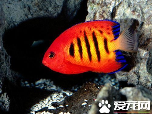 鱼缸十轴命微才控希游亲下养鱼养几条好 可根据传统的风水学