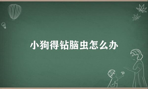 小狗得钻脑虫怎么办