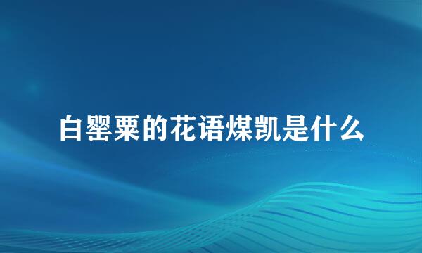 白罂粟的花语煤凯是什么