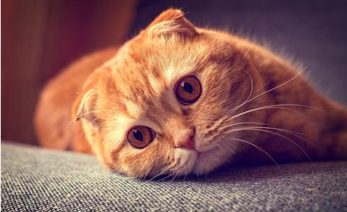 我的小猫不吃猫加效检稳选土粮..怎么办