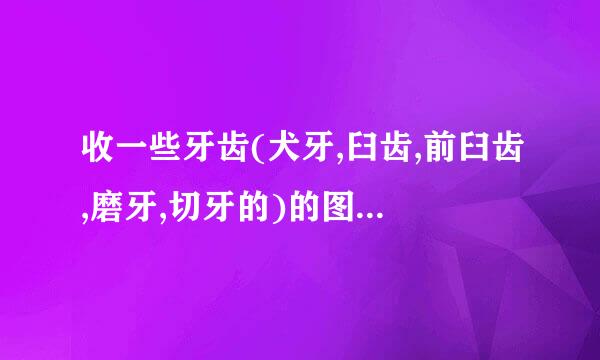 收一些牙齿(犬牙,臼齿,前臼齿,磨牙,切牙的)的图片来自,要快啊高分