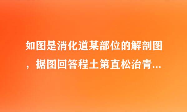 如图是消化道某部位的解剖图，据图回答程土第直松治青消组问题．（1）你能说出这是消化道的哪个部位吗？（2）在这个部位中有来自