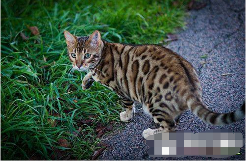 豹猫可以养吗?