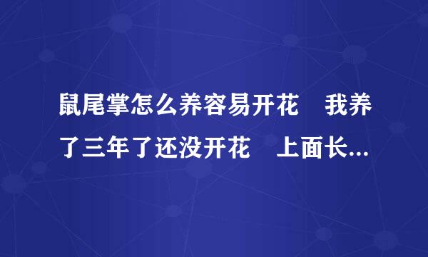 鼠尾掌怎么养容易开花 我养了三年了还没开花 上面长了好多小的应不应该去掉