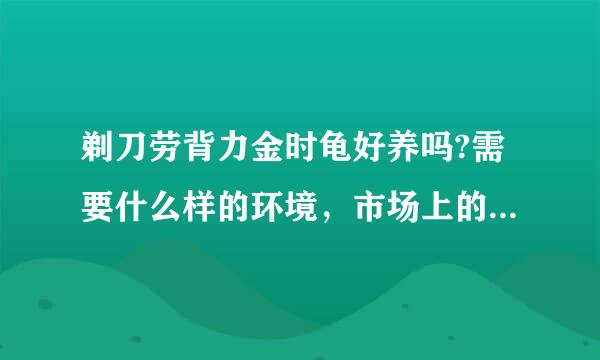 剃刀劳背力金时龟好养吗?需要什么样的环境，市场上的价格是多少？
