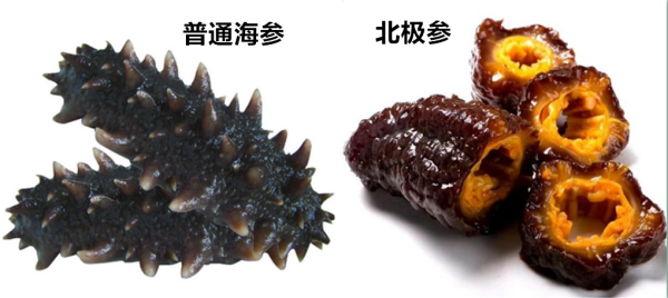 北极参和普通海参的区别，营养价值如何？