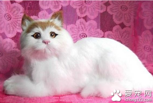 宠物猫品来自种大全  带大家了解宠物猫的种类
