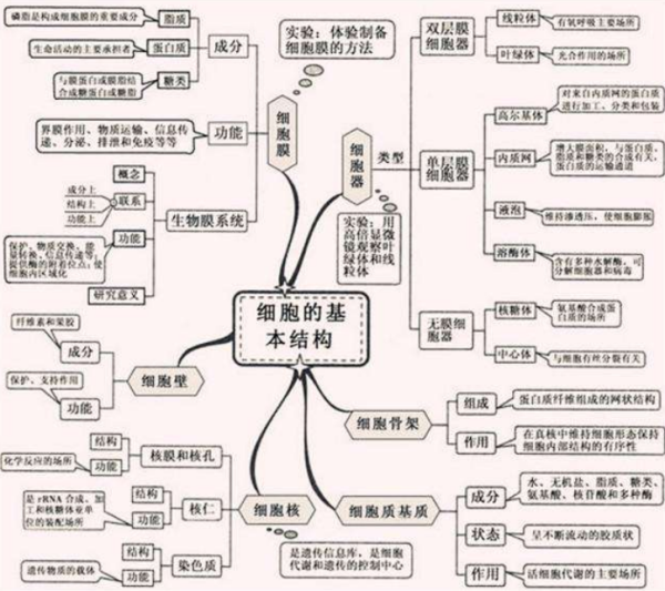 生物七来自下思维导图(济南版)