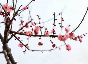 梅花王安石古诗原文