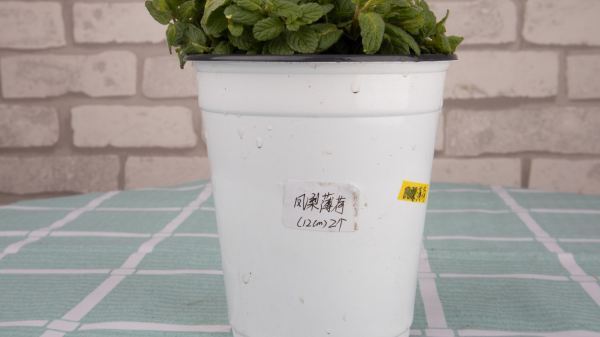 薄荷宪金五注叶仍怎么种?夏天能种薄荷吗?