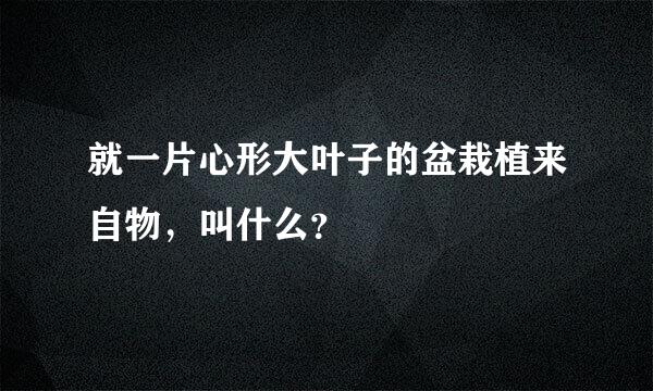 就一片心形大叶子的盆栽植来自物，叫什么？