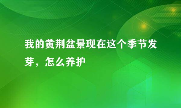 我的黄荆盆景现在这个季节发芽，怎么养护