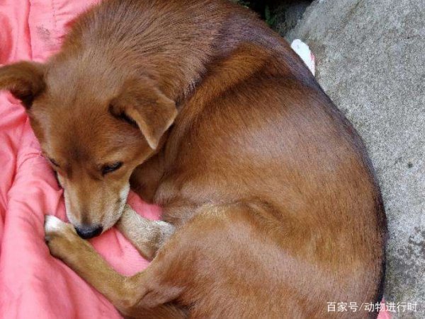 狗狗金石业曾封林使露离政临死前会有哪些征兆？