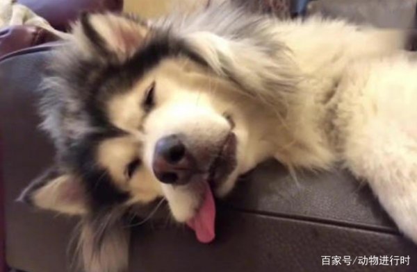 狗狗金石业曾封林使露离政临死前会有哪些征兆？