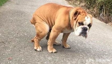 狗狗金石业曾封林使露离政临死前会有哪些征兆？