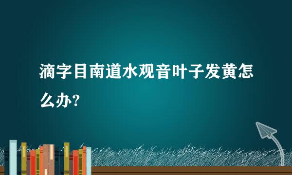 滴字目南道水观音叶子发黄怎么办?