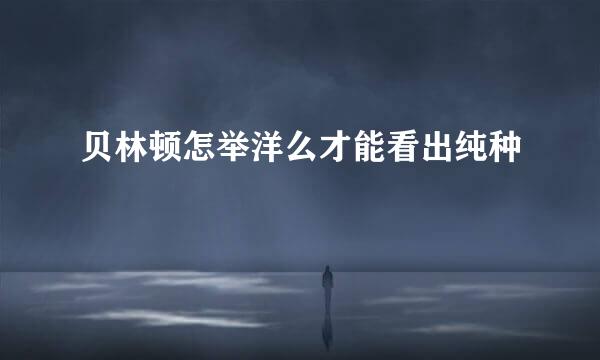 贝林顿怎举洋么才能看出纯种