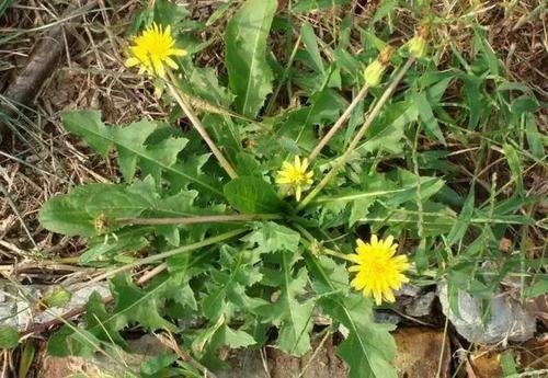 蒲公英有哪些种类