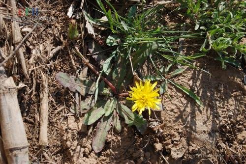 蒲公英有哪些种类