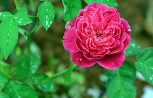 月季花用什么肥料最佳？