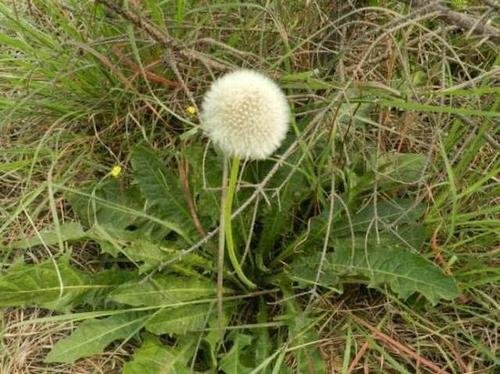 蒲公英有哪些种类