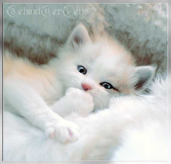 我要可爱的猫猫QQ头像