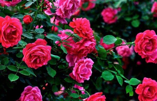 月季花用什么肥料最佳？