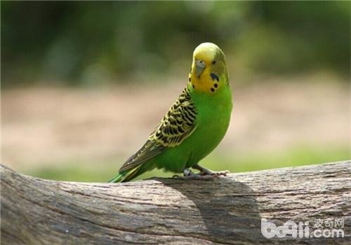 虎皮鹦鹉怎么区分雌雄