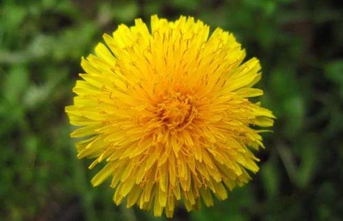 蒲公英有哪些种类