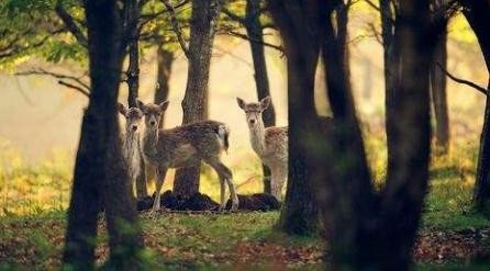 林深见鹿是什么意思啊？