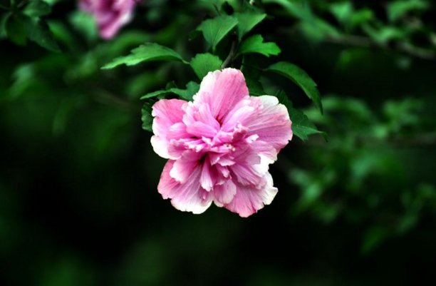 一朵组词 一朵怎么组词 用一朵组词 一朵什么组词