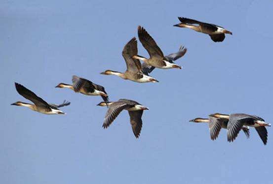 大雁什么时候往北飞？大雁北飞什么意思？