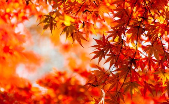 枫叶有哪些形状？