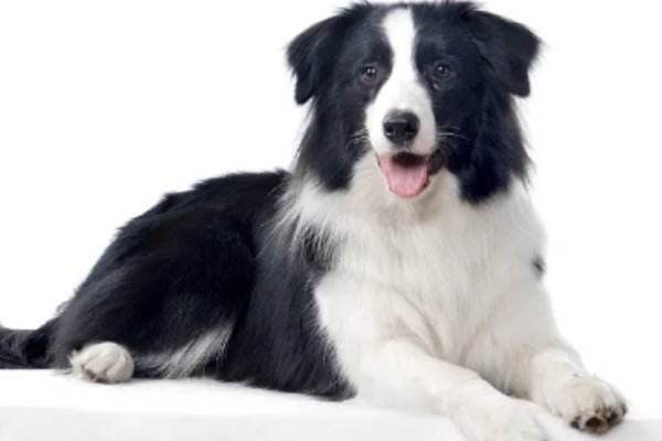 色艺双绝指一生肖