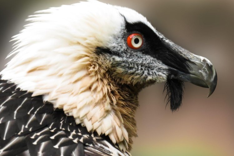 兀鹫怎么读拼音