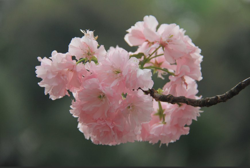 白色乳息未增删带翻译樱花