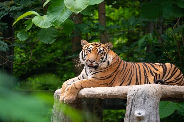 满腔怒火是什么生肖