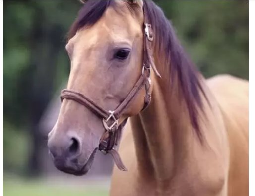 风华正茂代表什么生肖