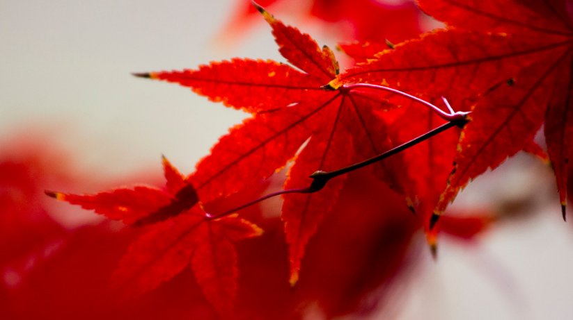 枫叶流丹什么意思