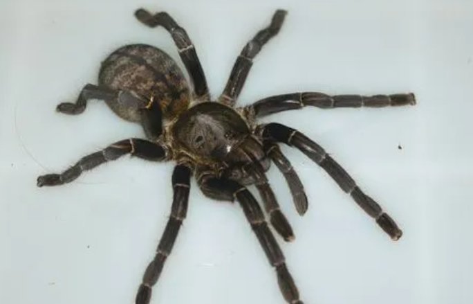 中国十大毒蜘蛛
