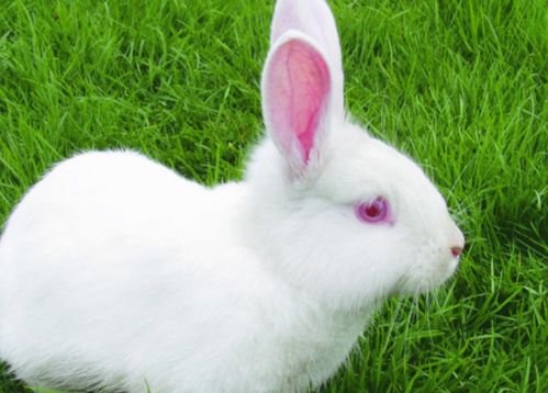 不依不饶，在吃醋后特别疯狂的生肖有哪几个？