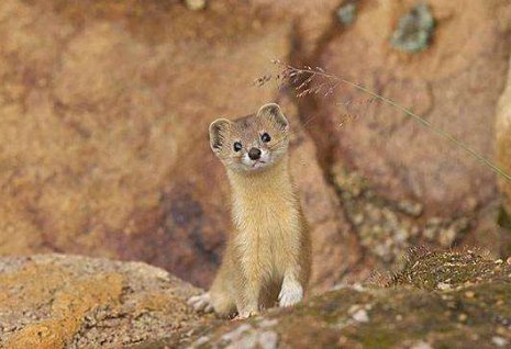 黄鼠狼偷鸡的歇后语是什么